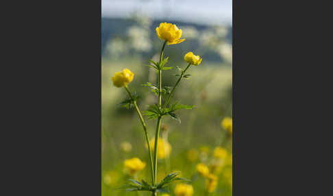 Trollblume (Trollius europaeus)