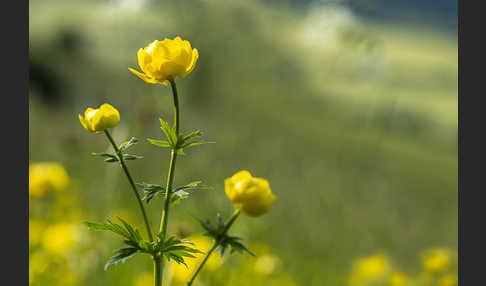 Trollblume (Trollius europaeus)