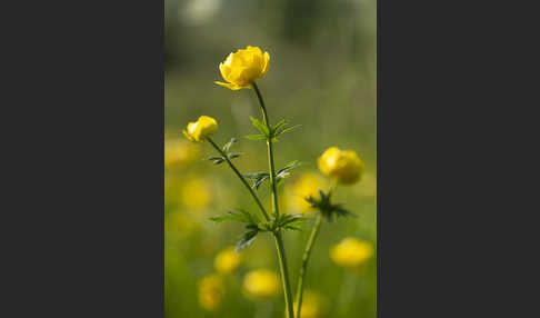 Trollblume (Trollius europaeus)