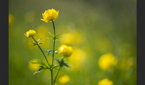 Trollblume (Trollius europaeus)