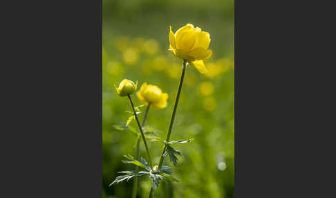 Trollblume (Trollius europaeus)