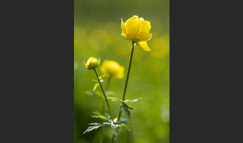 Trollblume (Trollius europaeus)