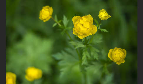 Trollblume (Trollius europaeus)