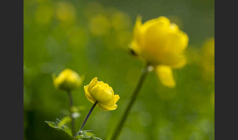 Trollblume (Trollius europaeus)