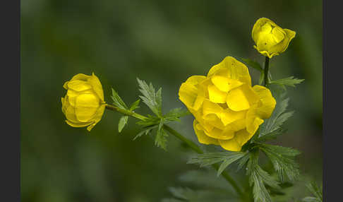 Trollblume (Trollius europaeus)