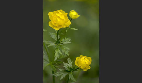 Trollblume (Trollius europaeus)