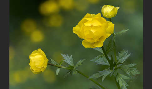 Trollblume (Trollius europaeus)