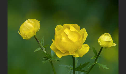 Trollblume (Trollius europaeus)