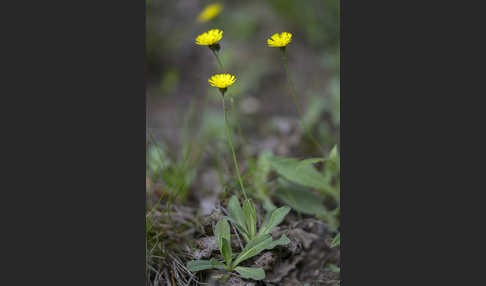 Öhrchen-Habichtskraut (Hieracium lactucella)