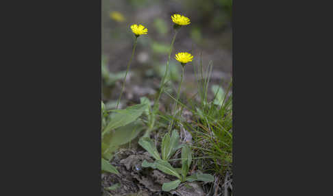 Öhrchen-Habichtskraut (Hieracium lactucella)