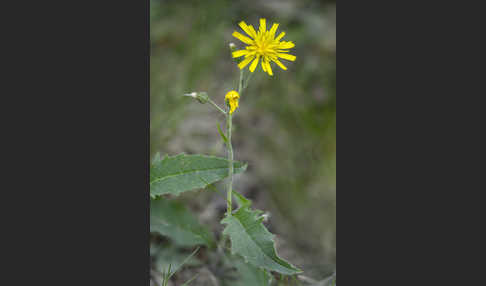 Wald-Habichtskraut (Hieracium murorum)