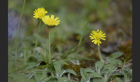 Kleines Habichtskraut (Pilosella officinarum)