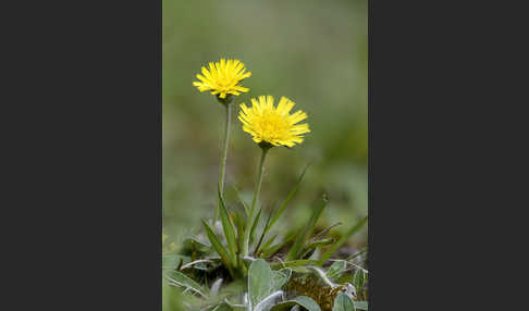 Kleines Habichtskraut (Pilosella officinarum)