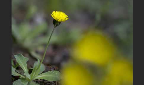 Öhrchen-Habichtskraut (Hieracium lactucella)