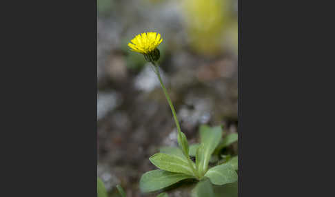 Öhrchen-Habichtskraut (Hieracium lactucella)