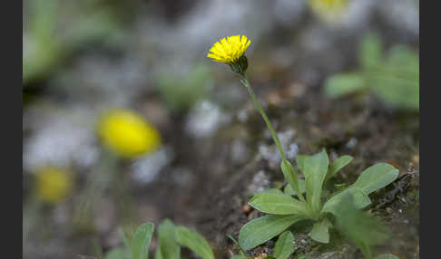 Öhrchen-Habichtskraut (Hieracium lactucella)