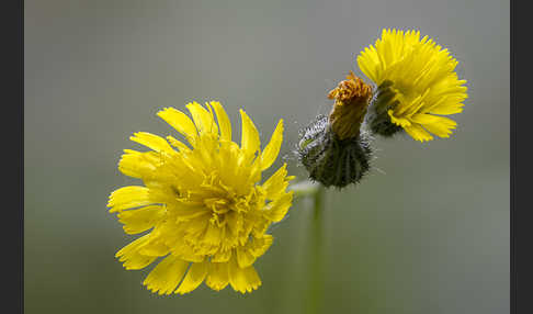 Öhrchen-Habichtskraut (Hieracium lactucella)