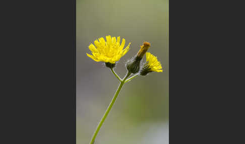 Öhrchen-Habichtskraut (Hieracium lactucella)