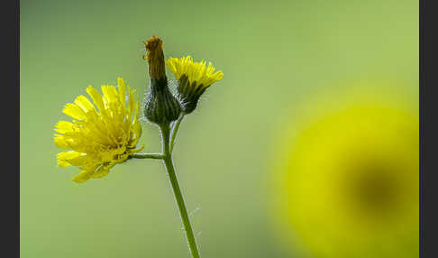 Öhrchen-Habichtskraut (Hieracium lactucella)