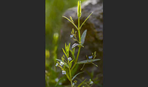 Schild-Ehrenpreis (Veronica scutellata)