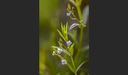 Schild-Ehrenpreis (Veronica scutellata)