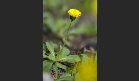 Öhrchen-Habichtskraut (Hieracium lactucella)