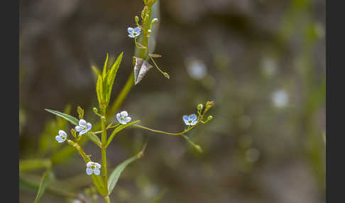 Schild-Ehrenpreis (Veronica scutellata)