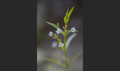 Schild-Ehrenpreis (Veronica scutellata)