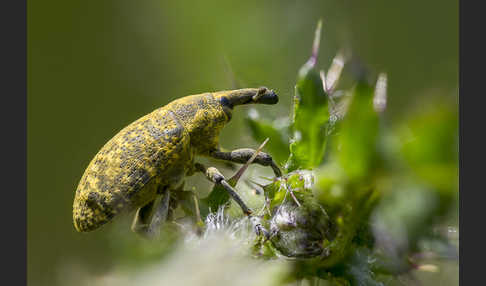 Großer Distelrüssler (Larinus sturnus)