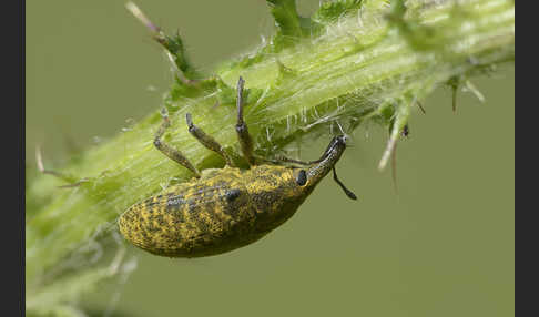 Großer Distelrüssler (Larinus sturnus)