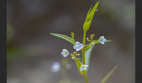 Schild-Ehrenpreis (Veronica scutellata)