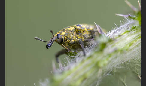 Großer Distelrüssler (Larinus sturnus)