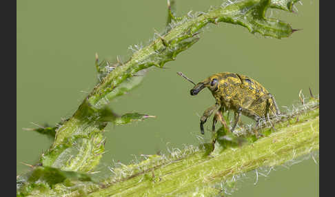 Großer Distelrüssler (Larinus sturnus)