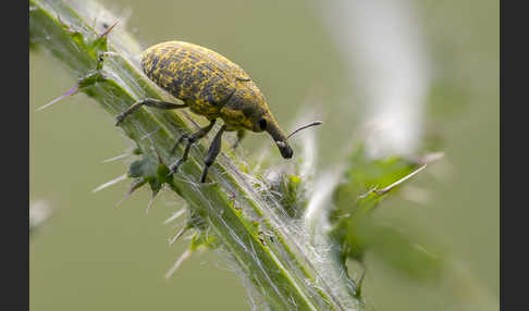 Großer Distelrüssler (Larinus sturnus)