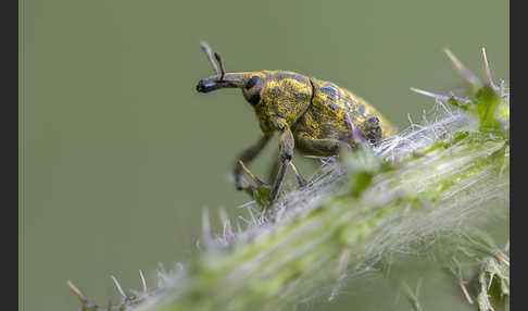 Großer Distelrüssler (Larinus sturnus)