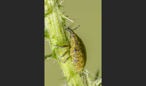 Großer Distelrüssler (Larinus sturnus)