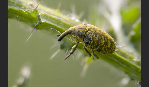 Großer Distelrüssler (Larinus sturnus)