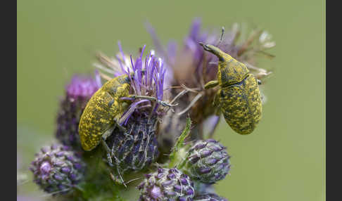 Großer Distelrüssler (Larinus sturnus)