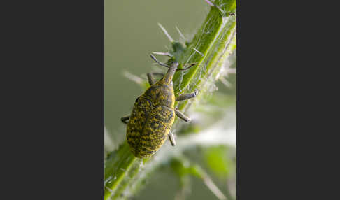 Großer Distelrüssler (Larinus sturnus)