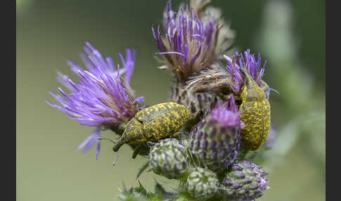 Großer Distelrüssler (Larinus sturnus)