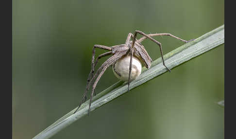 Raubspinne spec. (Pisaura  mirabilis)