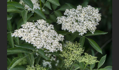 Schwarzer Holunder (Sambucus nigra)