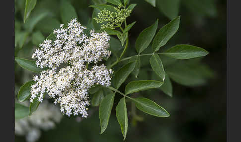 Schwarzer Holunder (Sambucus nigra)