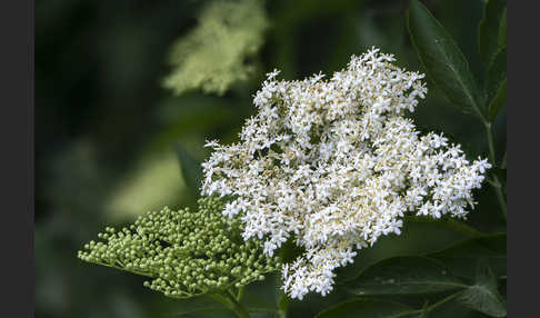 Schwarzer Holunder (Sambucus nigra)