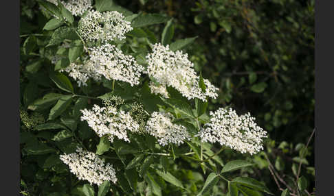 Schwarzer Holunder (Sambucus nigra)