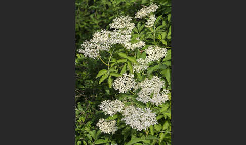 Schwarzer Holunder (Sambucus nigra)