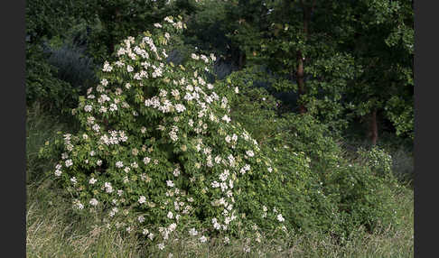 Schwarzer Holunder (Sambucus nigra)