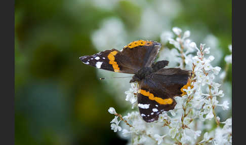 Admiral (Vanessa atalanta)