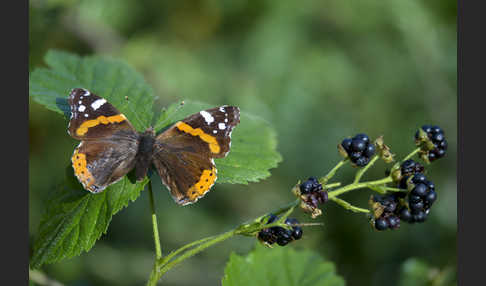 Admiral (Vanessa atalanta)