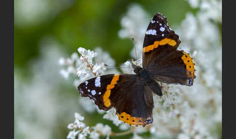 Admiral (Vanessa atalanta)